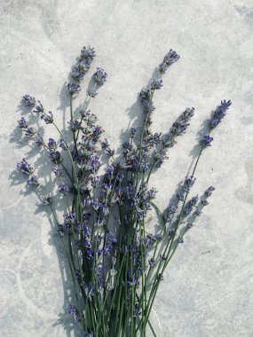 Gri arkaplanda mavi lavanta buketi