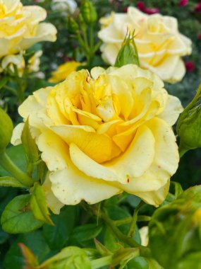 Bahçede büyüyen yeşil yapraklı parlak sarı gül.