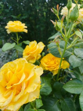 Bahçede büyüyen yeşil yapraklı parlak sarı gül.