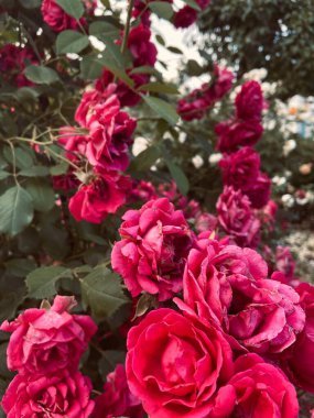 Bahçede koyu yeşil yapraklı sihirli kırmızı gül