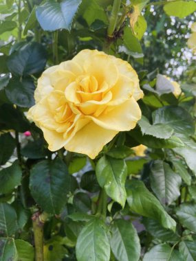 Bahçede büyüyen yeşil yapraklı parlak sarı gül.