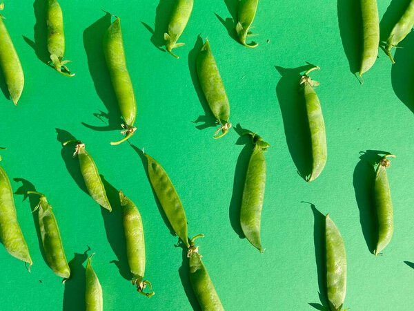 The young closed green peas lies on a bright green background