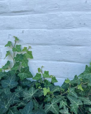 Beyaz tuğla duvar ve kıvırcık yeşil sarmaşık
