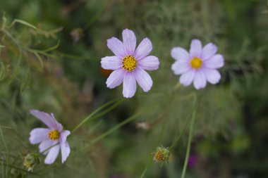 Üç tane yumuşak pembe kozmos çiçeği