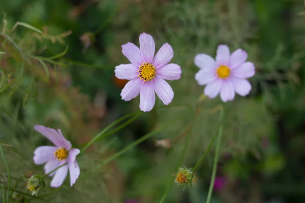 Three gently pink cosmos flowers