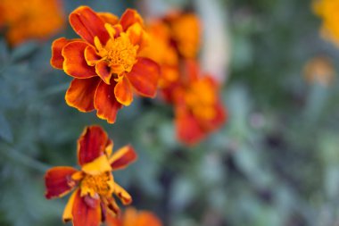 Yeşil yapraklı parlak turuncu kadife çiçekleri
