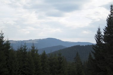 Dağ manzarası ve yoğun kozalaklı ormanlar