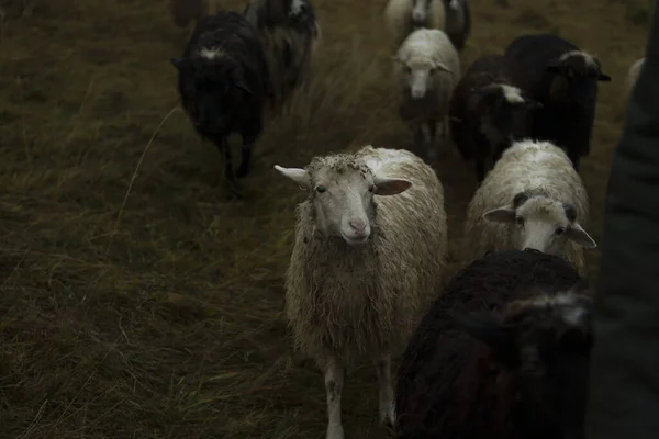 Flock Sheep Grazing Field Mountains — Stock Photo, Image