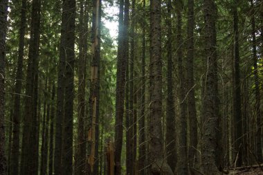 Ormanın içindeki ağaçlara bak.