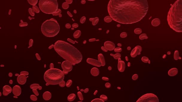 Cellules sanguines rouges, fermeture des globules rouges au microscope, flottant autour