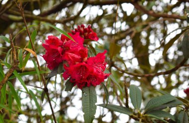 Sandakphu Hindistan sınırında dönüm noktası 