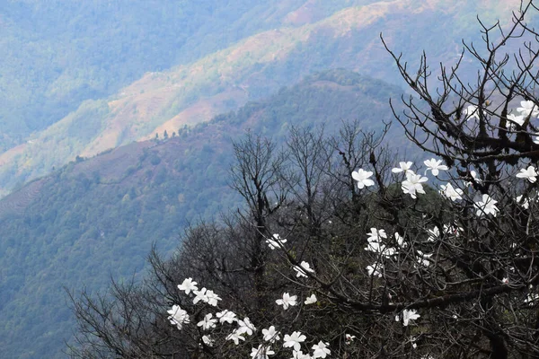 Tepe Arkaplanlı Güzel Çiçek Sandakphu Darjeeling Bölgesi Batı Bengal — Stok fotoğraf