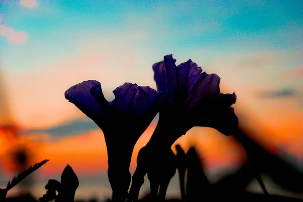 Wilde Bloem Langs Het Strand — Stockfoto