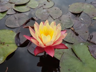 Gölette pembe bir nilüfer çiçeği