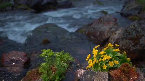 Жовтий дикий квітник на фоні гірської річки — стокове відео