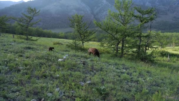 Mère sauvage ours brun et ourson par la forêt — Video