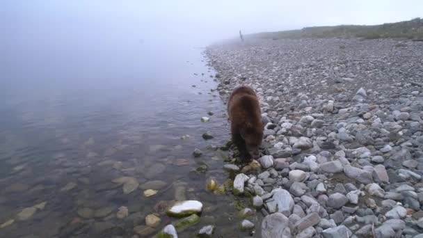 Orso bruno che cammina lungo la riva e cerca il cibo — Video Stock