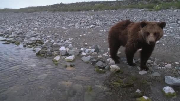 Orso bruno che cammina lungo la riva e guarda la telecamera — Video Stock