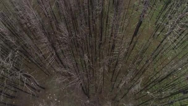 Bosque muerto, árboles marchitos, sobrevuelan el bosque — Vídeo de stock