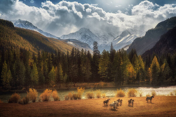Horses walking free in meadow with snow capped mountain backdrop