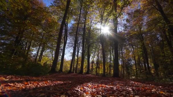 Низкий вид на желтый осенний лес и солнечные лучи сквозь лепестки. Вращающаяся камера — стоковое видео