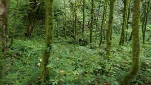 Câmera se movendo dentro da misteriosa floresta verde . — Vídeo de Stock