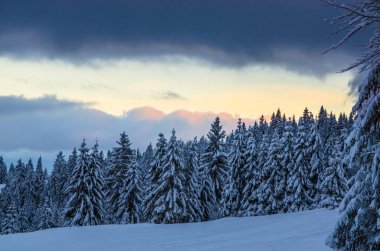 Ağaçlarda kar olan güzel kış manzarası