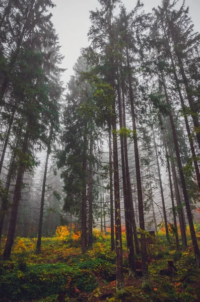 sis ve sıcak ışık ile altın orman