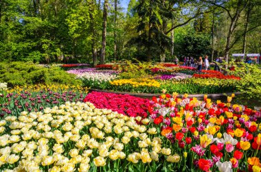 Hollanda, Avrupa 'daki Keukenhof parkında renkli çiçek açan.