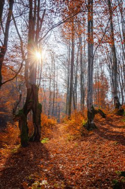 Sarı ağaçlar ve dağ yollarıyla güzel sonbahar manzarası