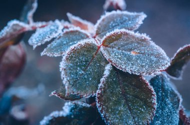Güzel donmuş bitkiler. Gül yapraklarının üzerinde istifçi. Doğal eş.