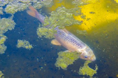 Göldeki renkli sazan balığı, yaklaş.
