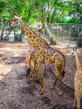 Zürafalar hayvanlar için barınak, Tayland. Zürafalar ailesi
