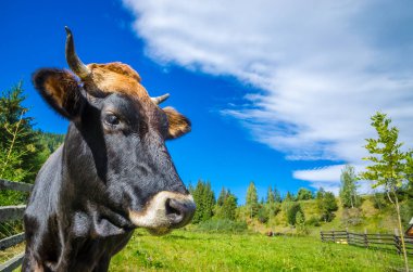 İnek portresi ve dağ manzarası. Dağlarda yaz 