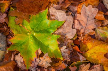 Orman arka planında sonbahar yaprakları, kapat