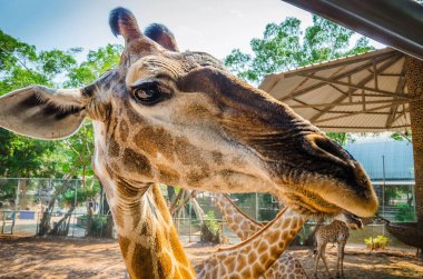 Zürafa portresi. Zürafalar hayvanlar için barınak, Tayland. Gir