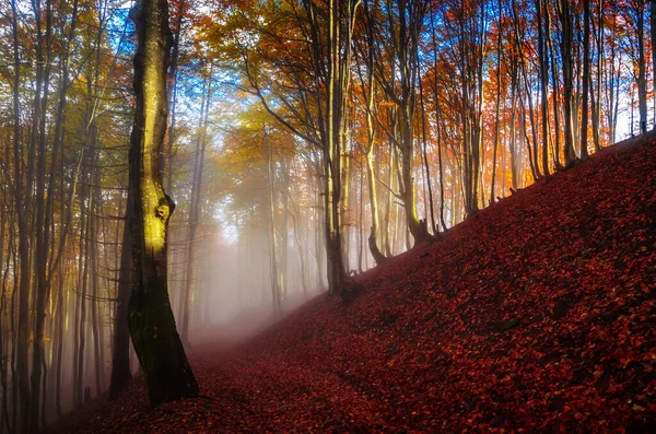 Güneş ışınları sisli sonbahar ormanlarında parlıyor.