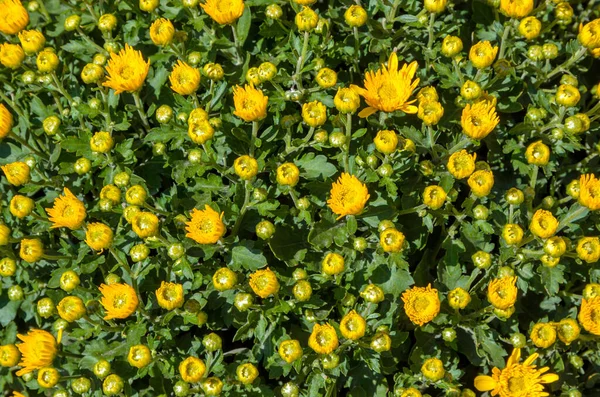 Sarı Kasımpatı Çiçek arka planı. Kasımpatı morifolium