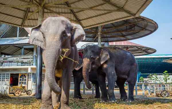 Tayland 'da hayvanlar için barınakta fil var. Fil ailesi.