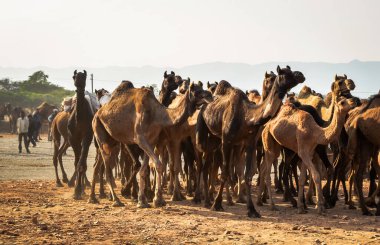 Pushkar, Rajastha 'daki Pushkar Deve Fuarı' nda (Pushkar Mela) develer