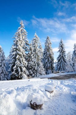 Ağaçlarda kar olan güzel kış manzarası
