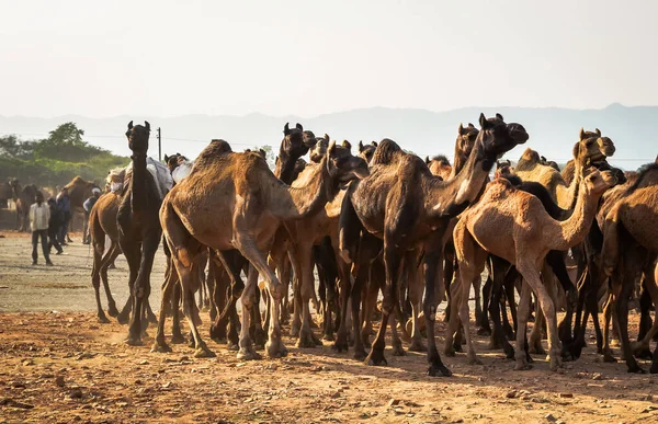 Pushkar, Rajastha 'daki Pushkar Deve Fuarı' nda (Pushkar Mela) develer