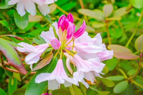 Bahçede güzel pembe ve beyaz çiçekler 