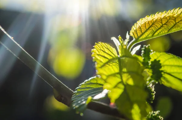 Güneşli bir günde güneş altında küçük bahar yaprakları
