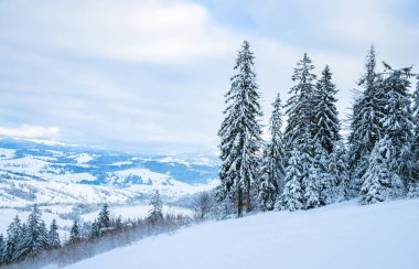 Ağaçlarda kar olan güzel kış manzarası