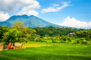 Güzel Bali pirinç tarlaları ve volkan. Bali 'deki pirinç tarlaları.
