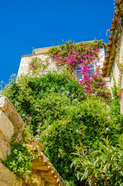 bottom view of an ancient house covered with plants against a blue sky