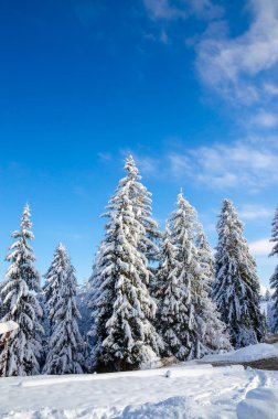 Ağaçlarda kar olan güzel kış manzarası