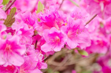 Bahçedeki pembe çiçekleri kapat. 