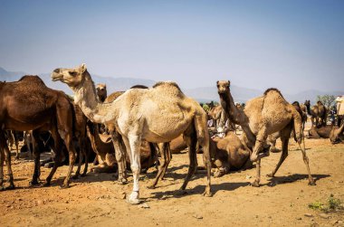 Pushkar, Rajastha 'daki Pushkar Deve Fuarı' nda (Pushkar Mela) develer